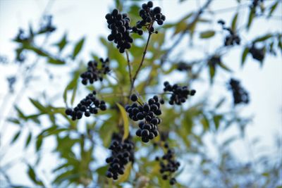 Close-up of berries growing on tree