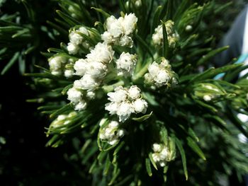 Close-up of white flowering plant