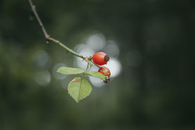 Close-up of red berries on plant