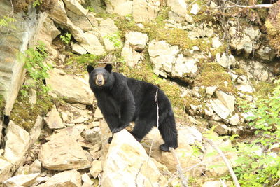 Black cat sitting on rock