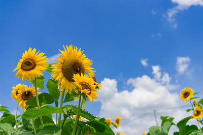 Close-up of yellow flowering plant against sky