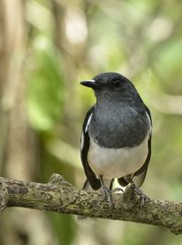 Close-up of bird perching outdoors