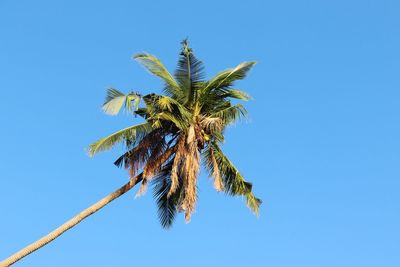 Low angle view of coconut palm tree against clear blue sky