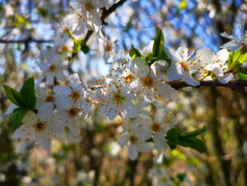 Close-up of cherry blossoms in spring