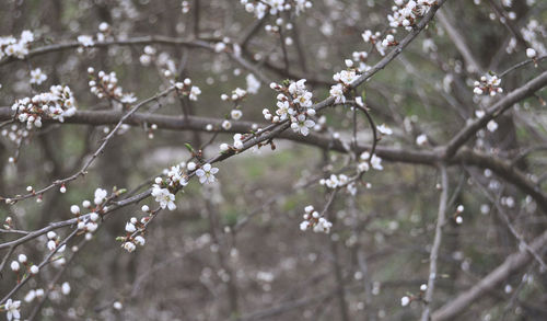 Close-up of cherry blossom on tree