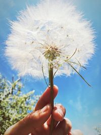 Hope dandelion 