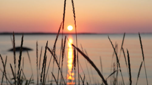 Close-up of silhouette plants against sea during sunset
