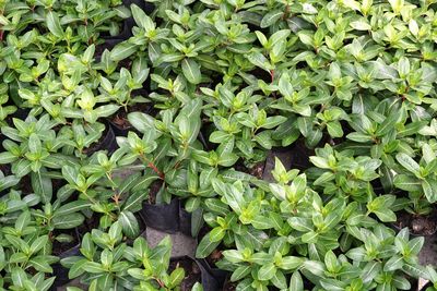 High angle view of plants growing in farm