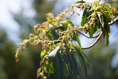 Close-up of fresh green leaves on plant