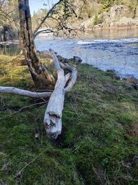 Dead tree on field by lake