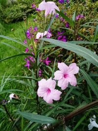 Close-up of pink flowering plant