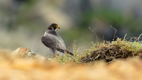 Close-up of bird perching on a field