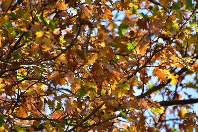 Low angle view of autumnal tree