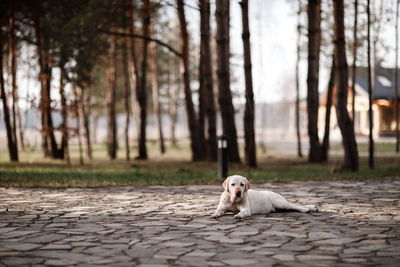 Portrait of dog sitting outdoors