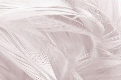 Full frame shot of white feathers