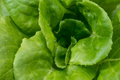 Full frame shot of green leaves