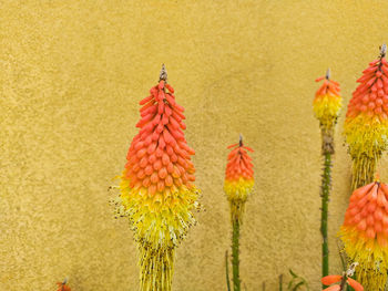 Close-up of yellow flowers against orange wall