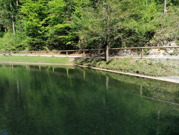 Scenic view of lake in forest