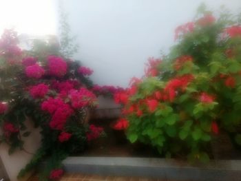 Close-up of plants against trees