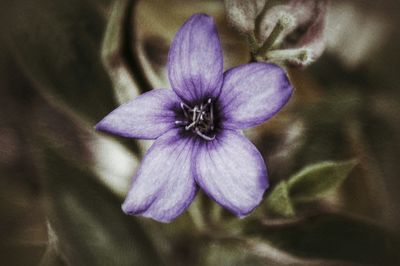 Close-up of purple flower