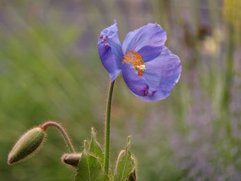 Close-up of purple flowering plant