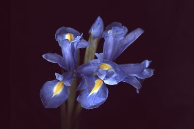 Close-up of purple flower against black background