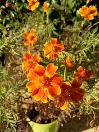 flowering plant