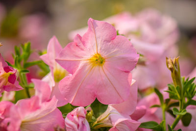 Close-up of pink flowering plants