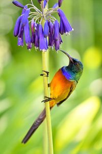 Close-up of bird perching on purple flower