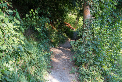 Footpath in a forest