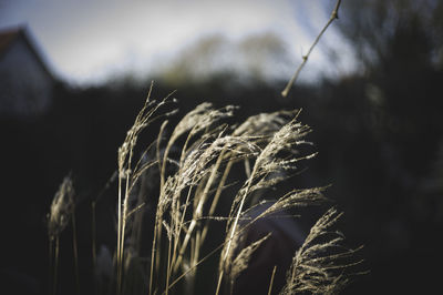 Close-up of stalks in field