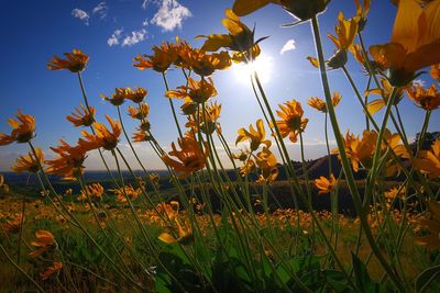 Close-up of yellow flowering plants on field against sky