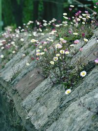 Close-up of flowers growing on plant