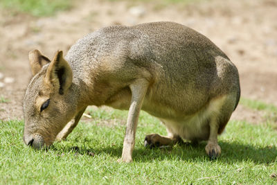 Side view of a sheep on field