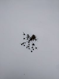 High angle view of plant on snowy field against sky