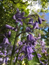 Close-up of purple flowering plant