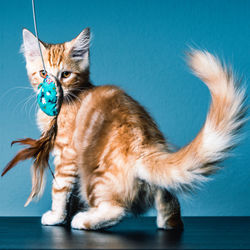 Cat standing against blue background