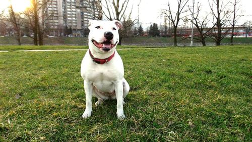 Portrait of dog on grassy field