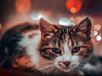 Close-up portrait of a cat
