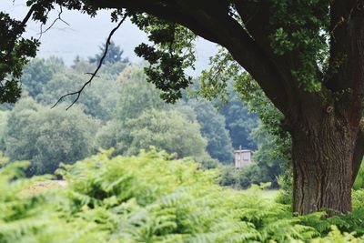 Trees on field in forest