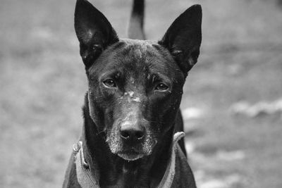 Close-up portrait of dog sticking out tongue on land