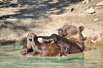 View of bear relaxing in water