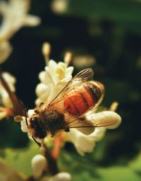 Close-up of insect on flower