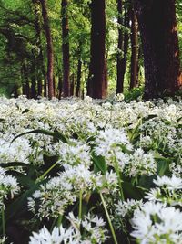 Close-up of white flower tree