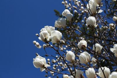 Close-up of flowers against clear blue sky