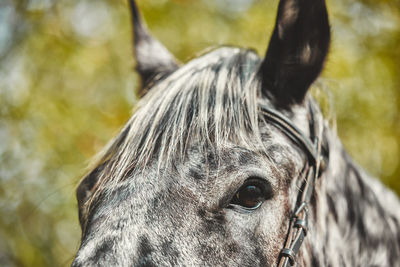 Close-up of horse