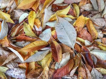 Full frame shot of leaves