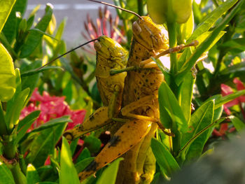 Close-up of green leaves on plant