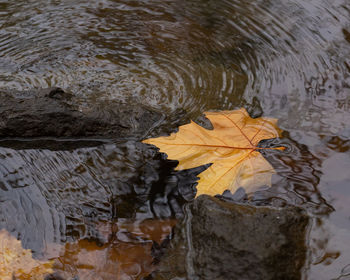 High angle view of leaves floating on water