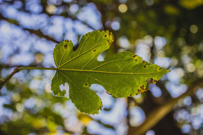 Close-up of leaves on tree